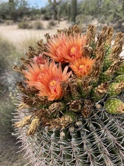 Ferocactus wislizeni