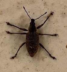 Entiminae