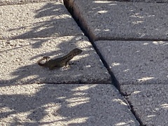 Leiocephalus carinatus