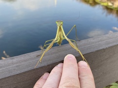 Mantidae