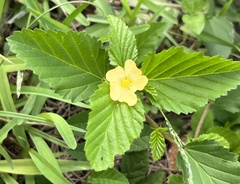 Malvastrum coromandelianum