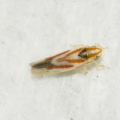 Erythridula penenoeva