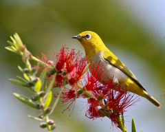 Zosterops palpebrosus