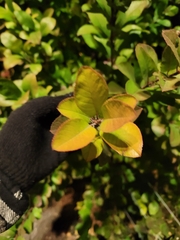 Prunus spinosa