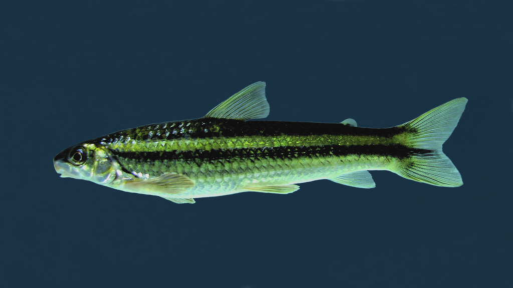 Piracicaba Characin
