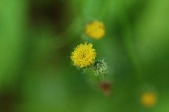 Hypochaeris chillensis