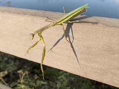 Mantidae