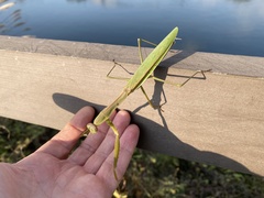 Mantidae
