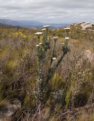 Syncarpha milleflora