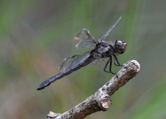 Libellula incesta
