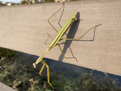 Mantidae