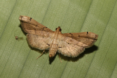 Glaphyriinae