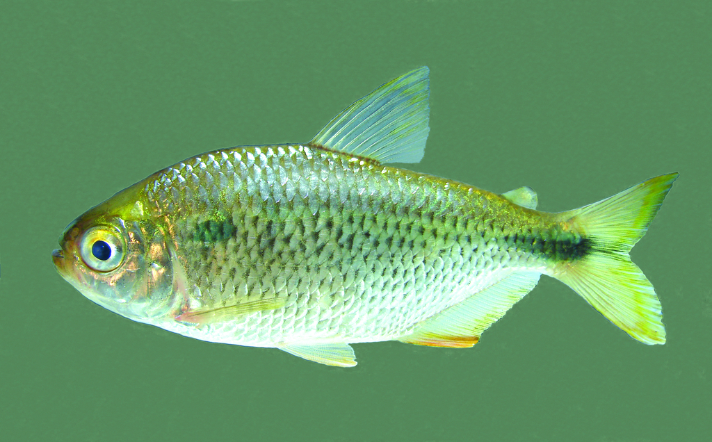 Upper Parana tetra (Astyanax altiparanae) — Characidae