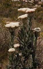 Syncarpha milleflora