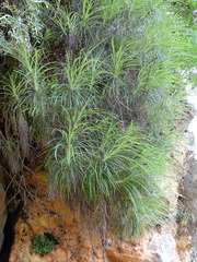 Ptilostemon chamaepeuce