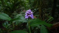 Dichorisandra thyrsiflora