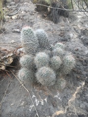 Escobaria tuberculosa