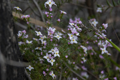 Boronia pilosa