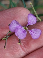 Hesperidanthus linearifolius