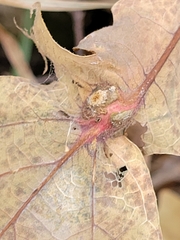 Andricus quercuspetiolicola