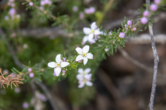 Boronia pilosa