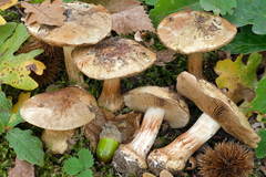 Cortinarius flavovirens