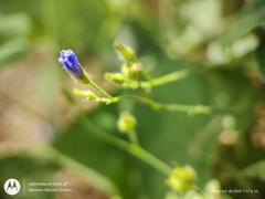 Jacquemontia evolvuloides