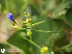 Jacquemontia evolvuloides