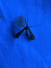 Lineodes