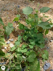 Jacquemontia evolvuloides