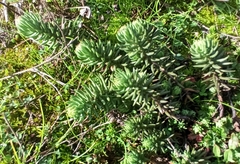 Petrosedum