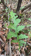 Cirsium muticum