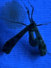 Lineodes