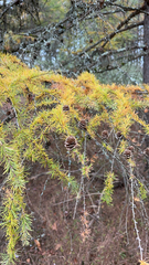Larix decidua