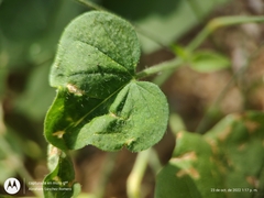 Jacquemontia evolvuloides