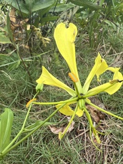 Gloriosa