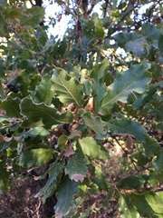 Quercus ithaburensis