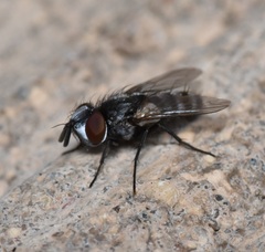 Miltogramminae