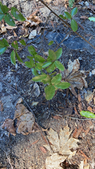 Elaeagnus pungens