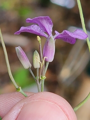 Hesperidanthus linearifolius