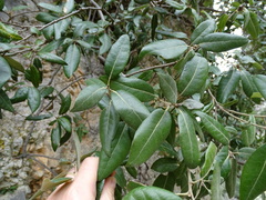 Quercus ilex