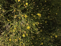 Gutierreziinae