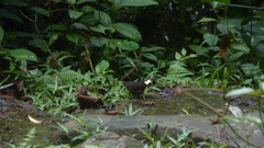 Myiothlypis fulvicauda