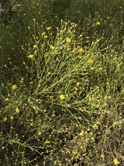Gutierreziinae