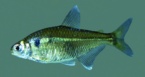 Forest tetra (Bryconamericus sylvicola) — Characidae