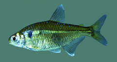 Bryconamericus sylvicola