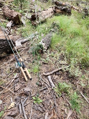 Hesperidanthus linearifolius