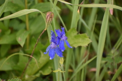 Delphinium nuttallianum