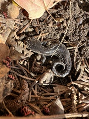 Ambystoma laterale