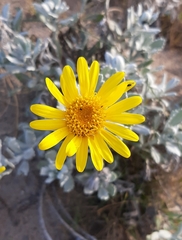 Senecio crassiflorus